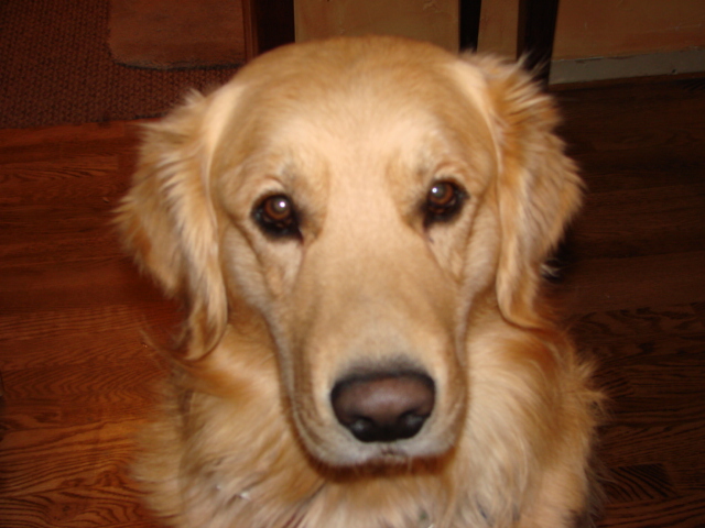 Duke-Resort Realty Mascot