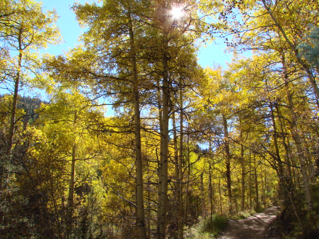 Fall colors in Red River New Mexico