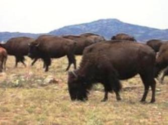 Wild Life Refuge