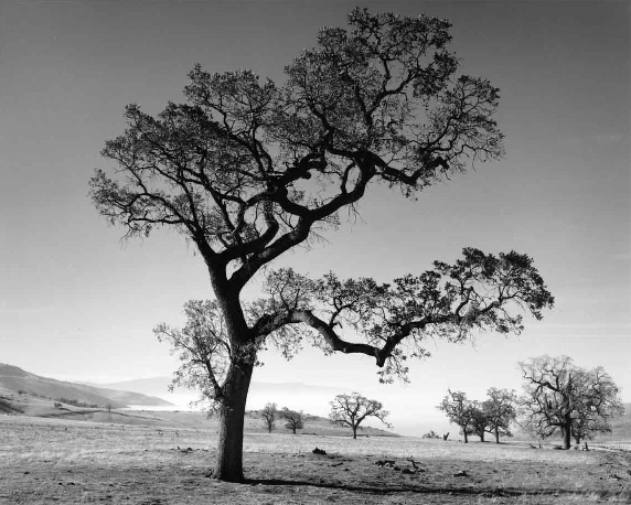 Stately Oaks...