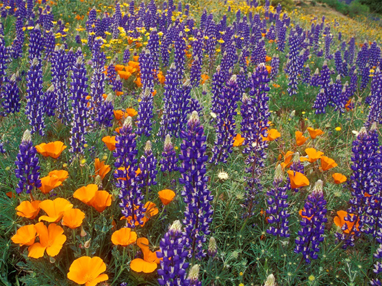 Tehachapi Wildflowers...