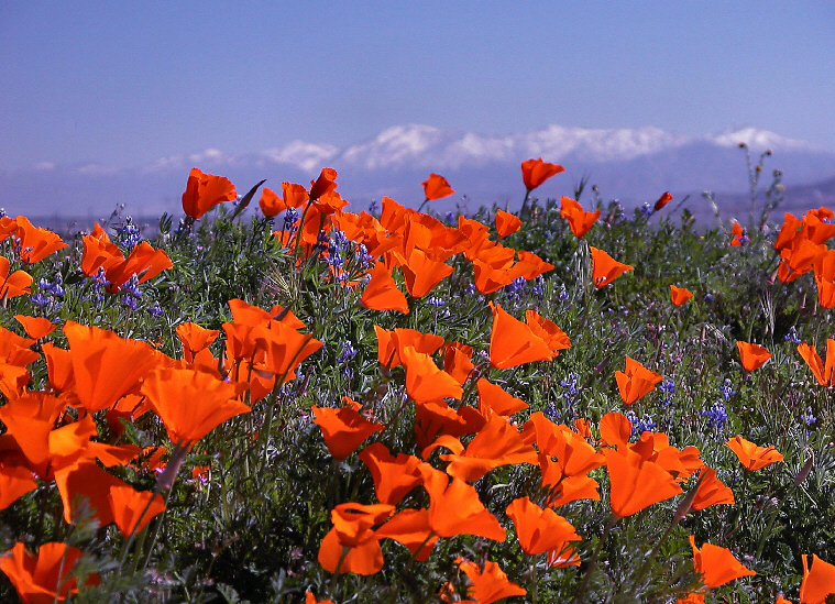 Poppies everywhere...