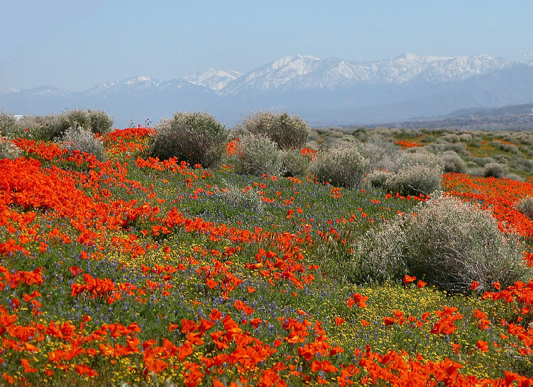 Fields of Wildflowers...