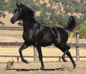 Horse Properties
