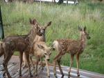 Wild Life