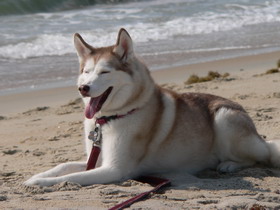 Sydney, on the beach at Cape Hatteras NC