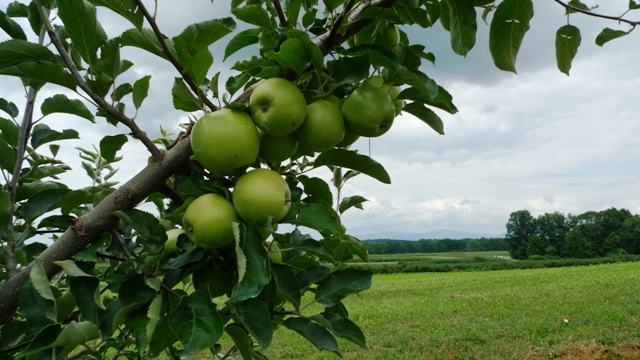 Apple