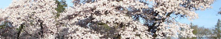 Trees in blosson, SW Marine Drive, Vancouver West, BC, Canada