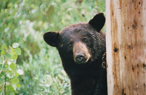Black Bear
