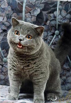 House Cat