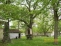 Awesome Shade Trees no image